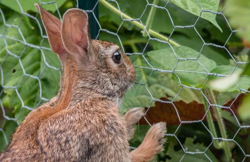 farm fence with wire mesh